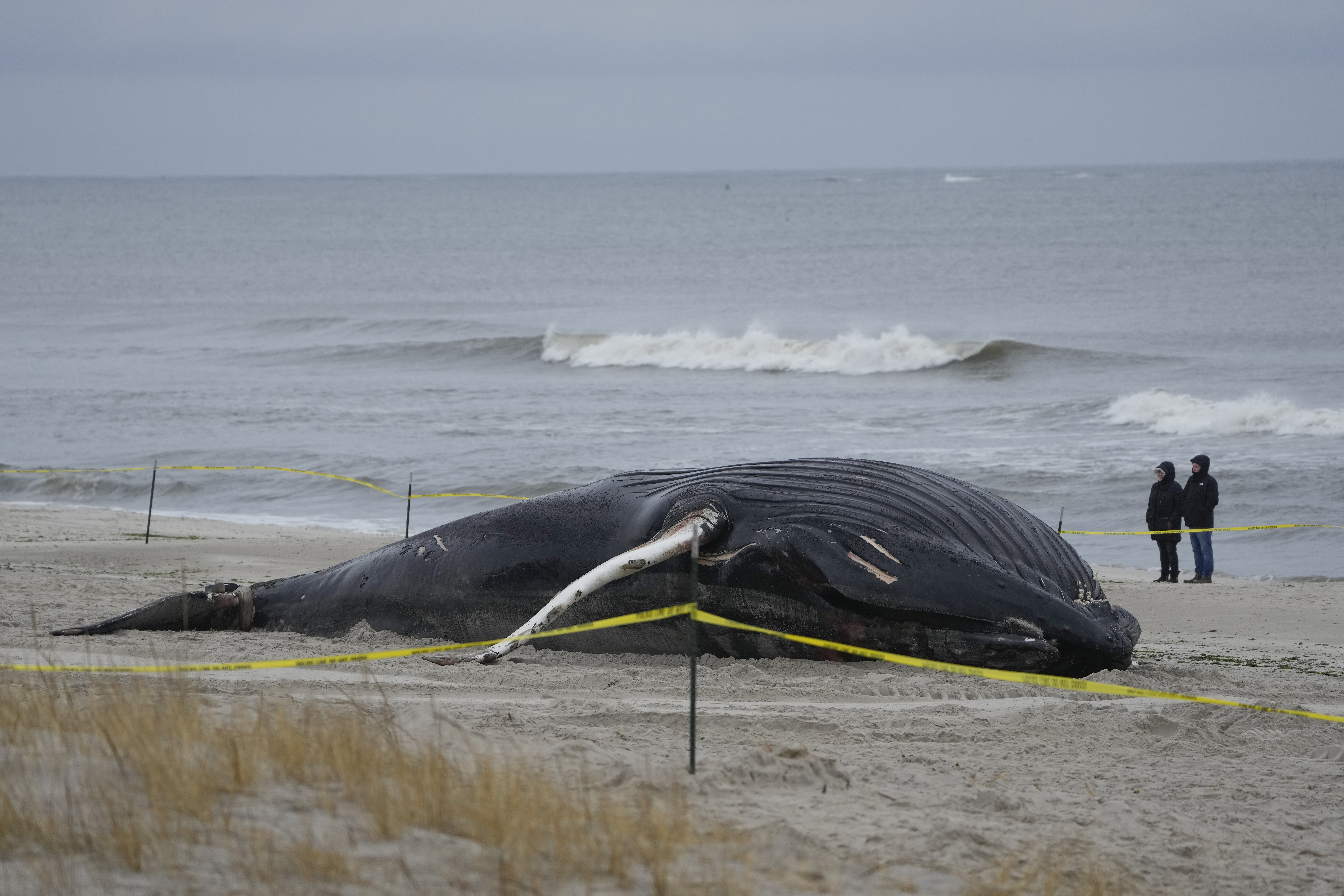 A dead whale washed ashore.