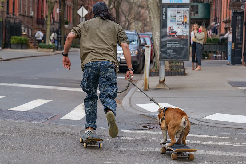 a man and a dog both ride skateboards down a city street