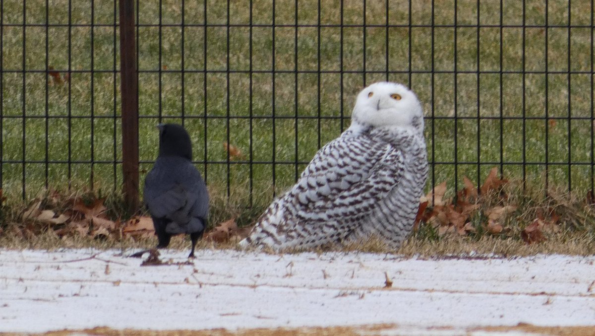 Gorgeous Snowy Owl Makes Mega-Rare Manhattan Appearance In Central Park