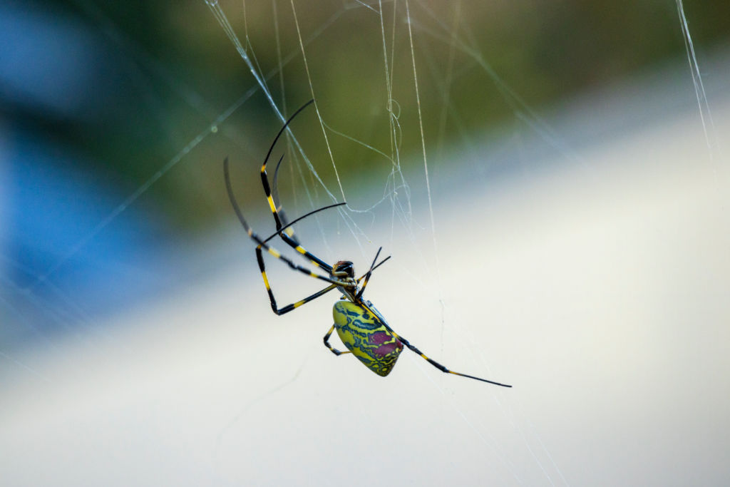 Early Addition: Here come the spotted lanternfly-eating spiders