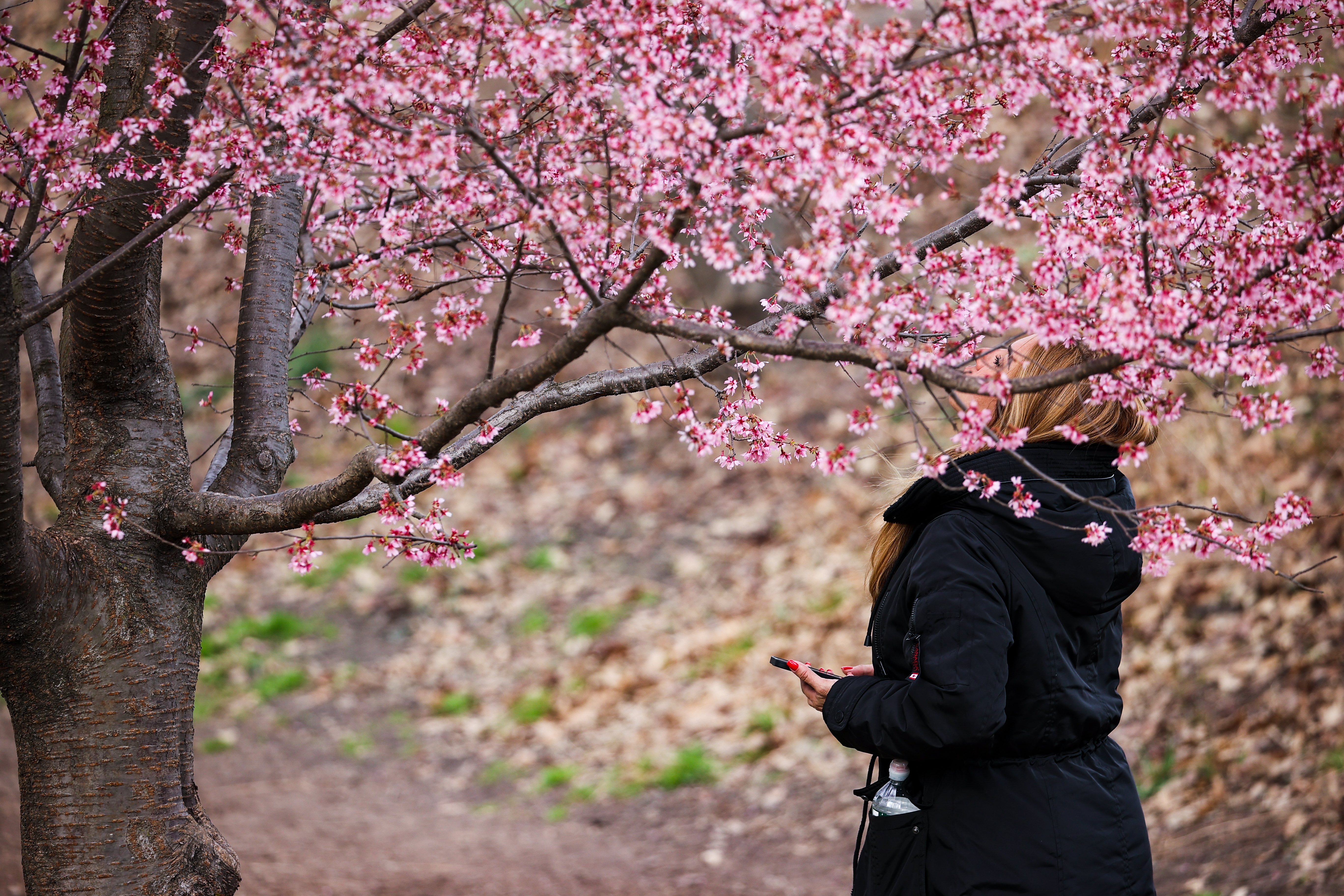 Climate change will make spring hell for Northeast allergy sufferers, study says