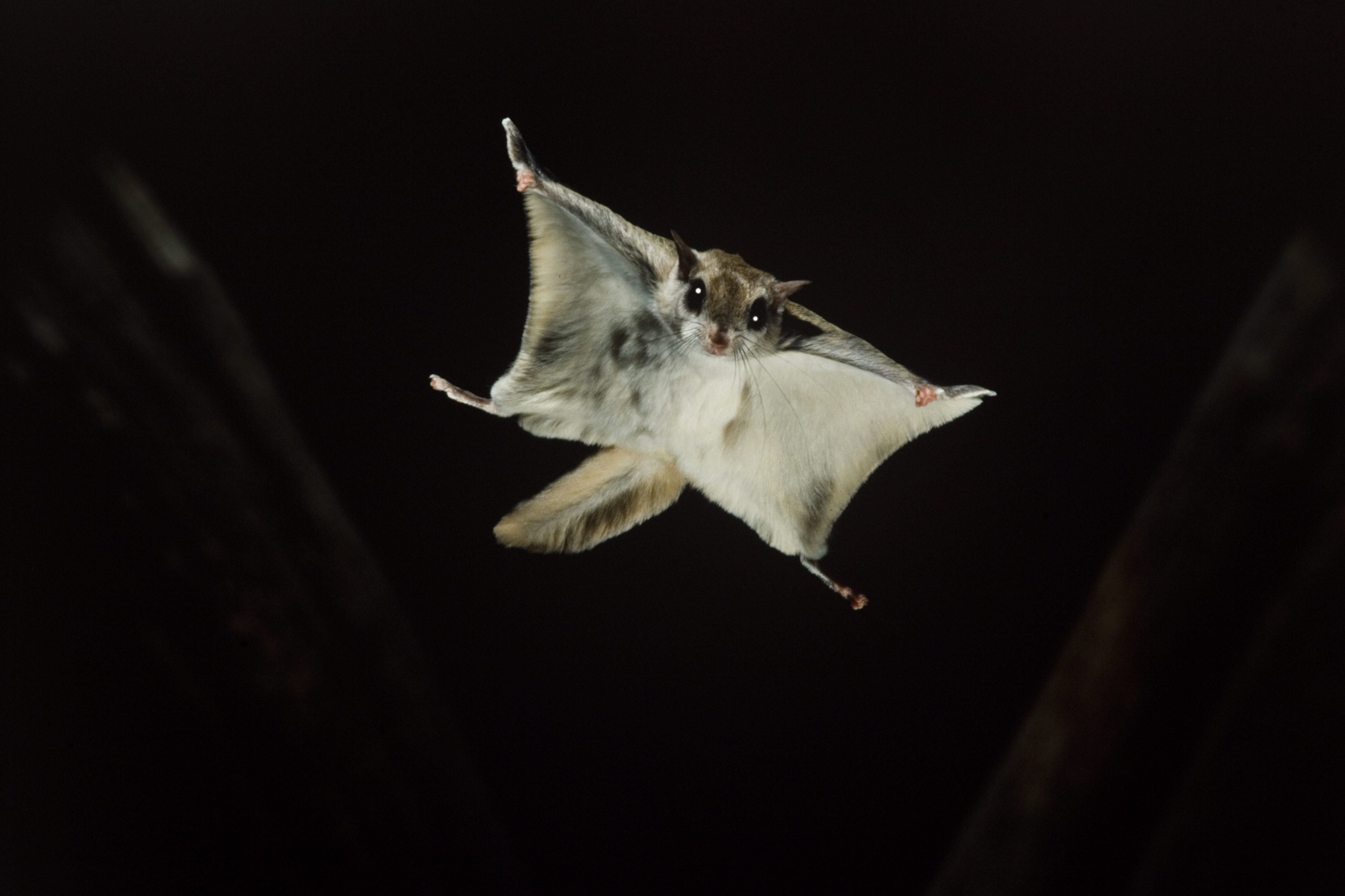 Early Addition: Flying squirrels own the night