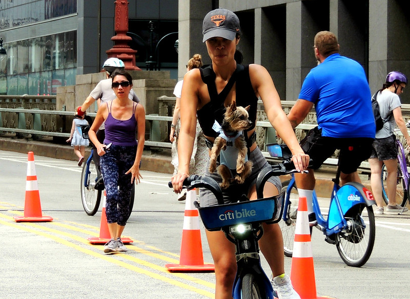 a woman rides a Citi Bike with a dog in the front basket