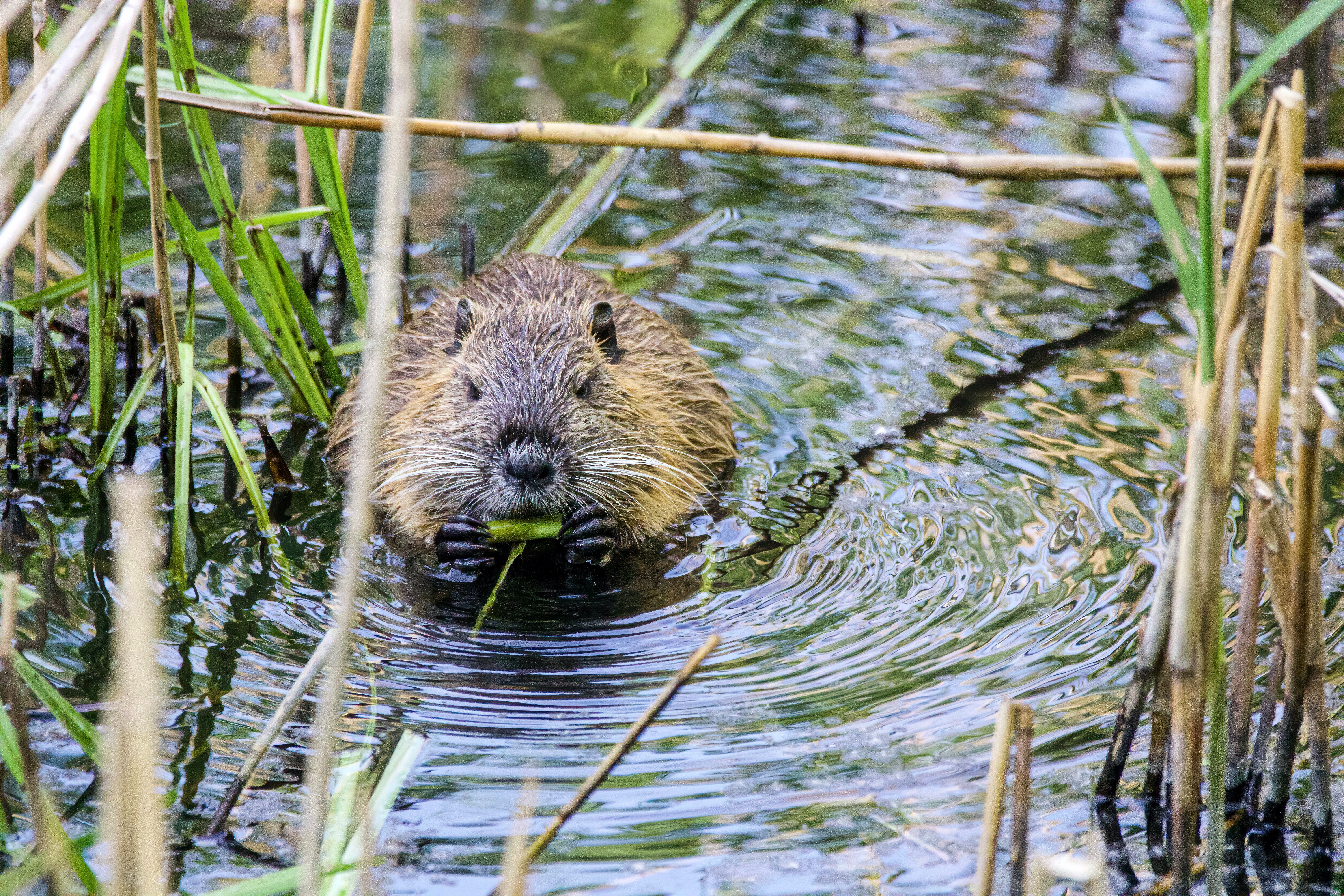 Extra Extra: Make NYC a beaver paradise again