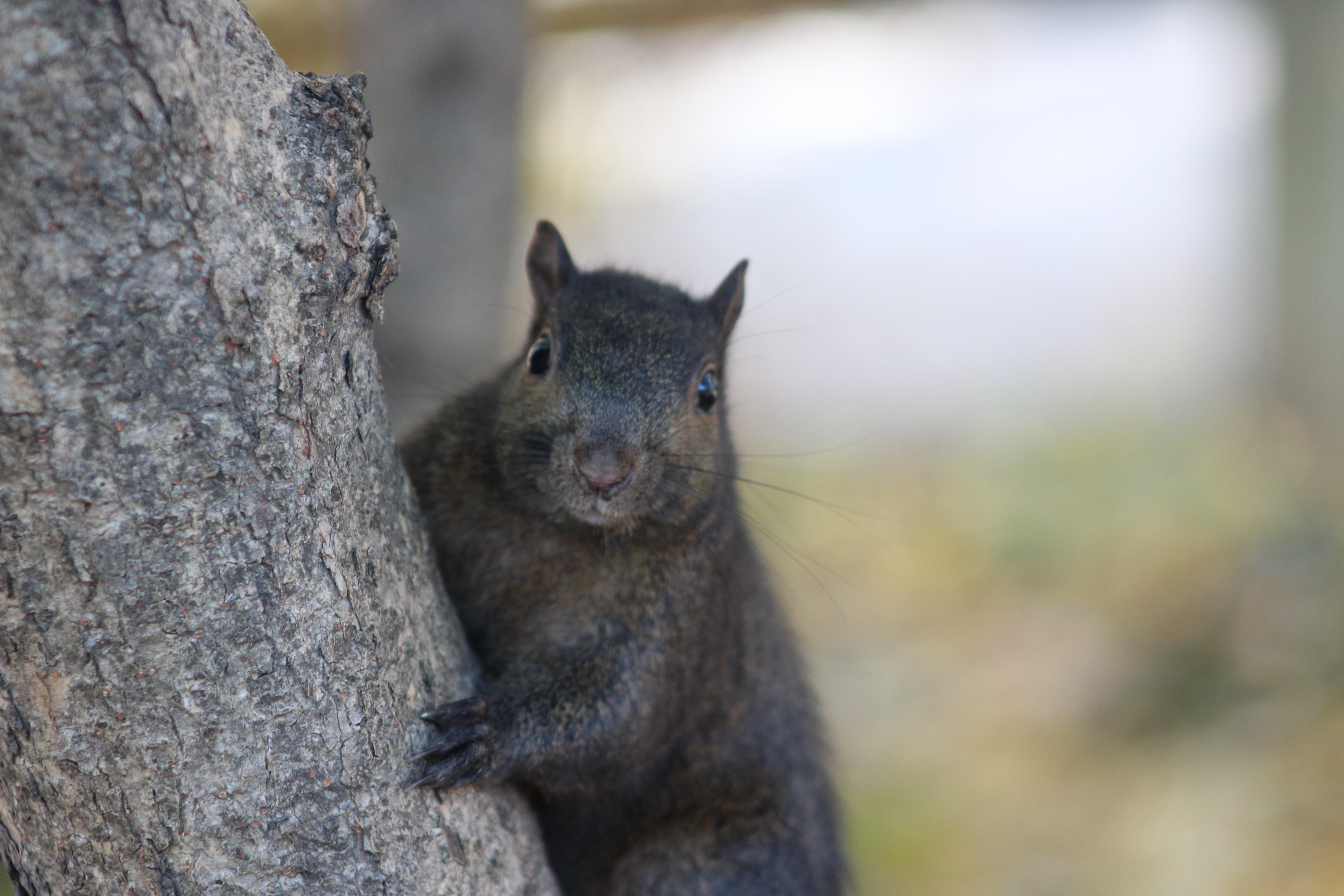 A squirrel climbing up a tree near Strawberry Fields in Central Park.