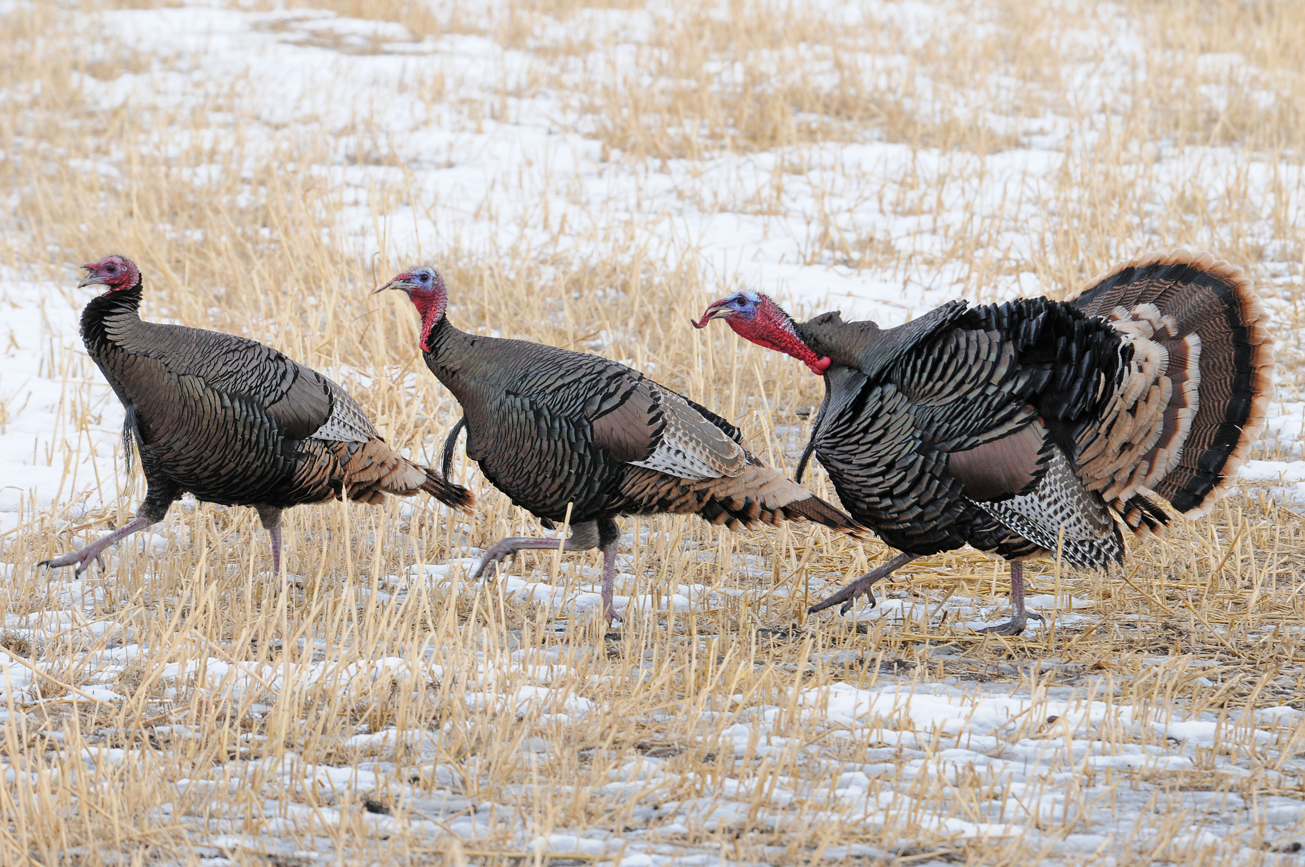 Todd Frazier says Toms River wild turkeys are a menace 