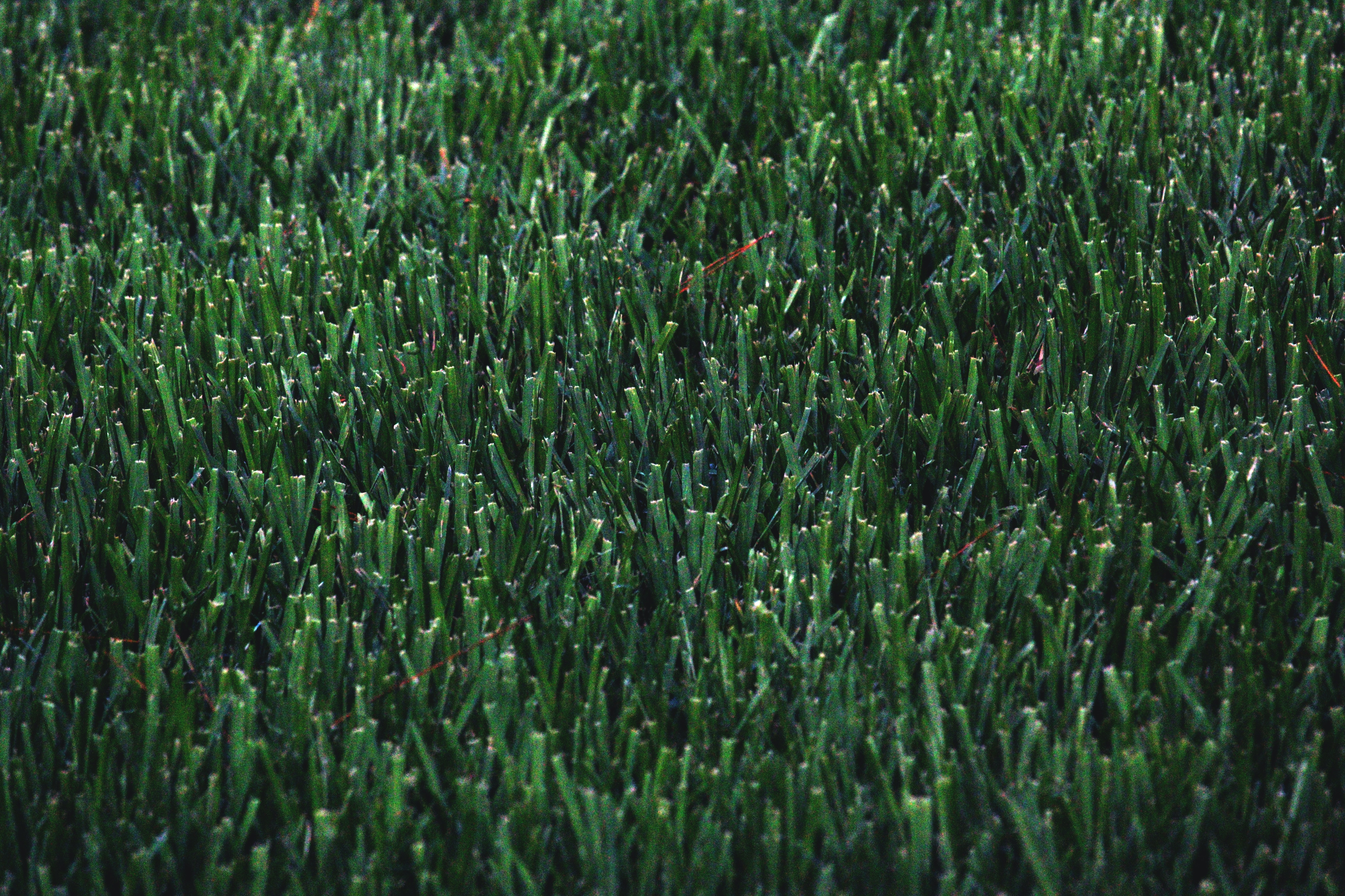 A close-up image of artificial turf.