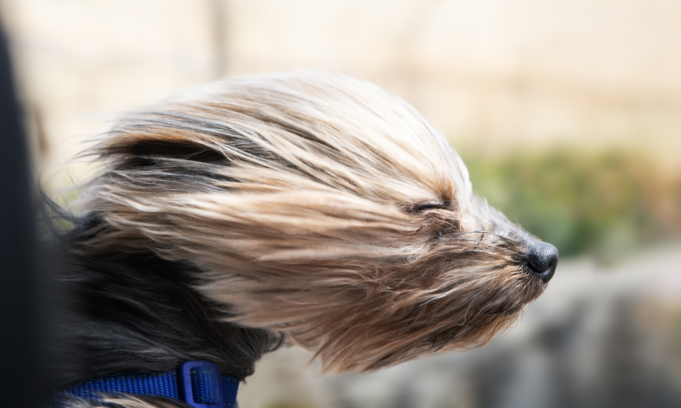 a wind swept dog