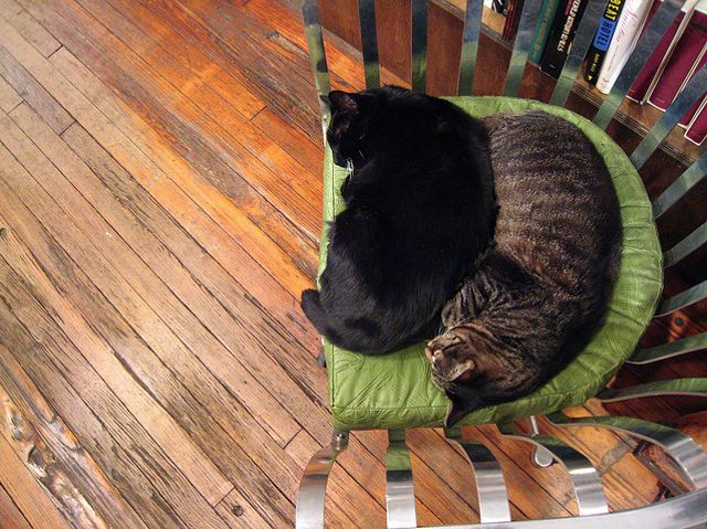 Extra Extra: NYC sublets are purrfect for cat lovers Extra Extra: NYC sublets are purrfect for cat lovers