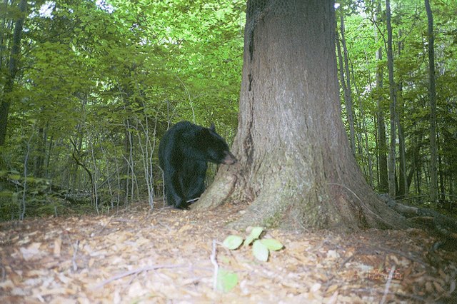 Extra Extra: Props to the bear-fighting dog owners