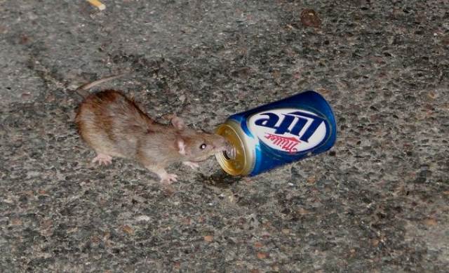 Most Frightening Rat Ever Declared Nastiest Subway Rat Of All Time ...