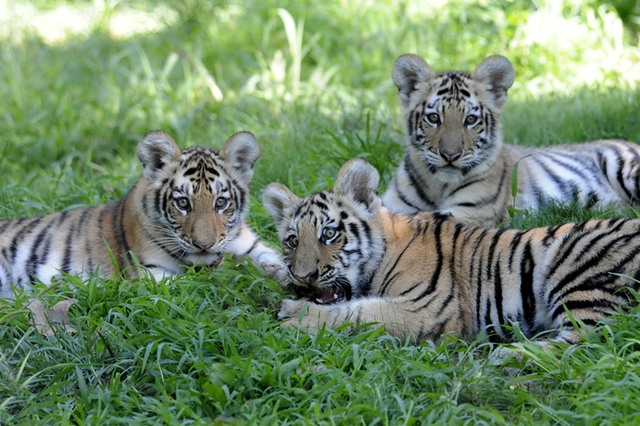 Amur tiger cubs pounce and play fight with their mother as they venture  outside for the first time