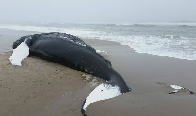 Photos: Humpback Whale Found Dead On Rockaway Beach - Gothamist